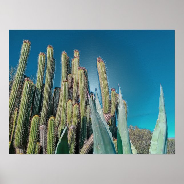 Africa Desert Cactus Pflanze Prickly Pear Poster (Vorne)