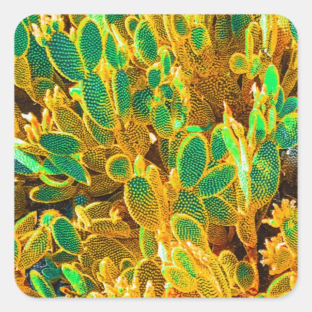 Africa Desert Cactus Pflanze Prickly Pear Quadratischer Aufkleber (Vorderseite)
