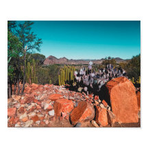 Africa Desert Landscape Nature Cactus Pflanze Post