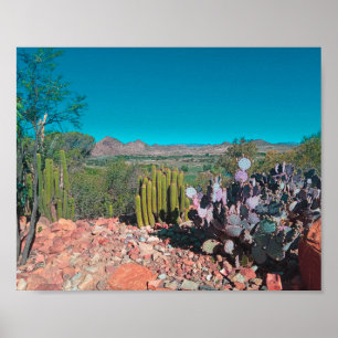 Africa Desert Landscape Nature Cactus Pflanze Poster