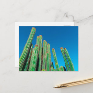 Africa Desert Landscape Nature Cactus Pflanze Postkarte