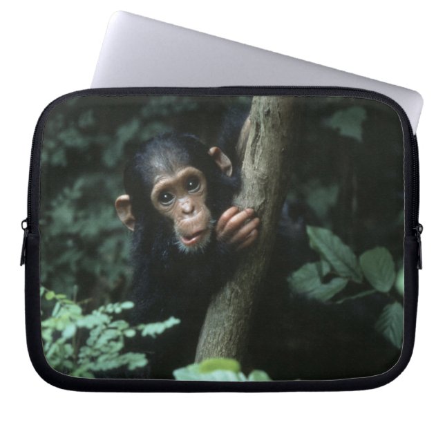 Africa, East Africa, Tansania, Gombe National Laptopschutzhülle (Vorderseite)