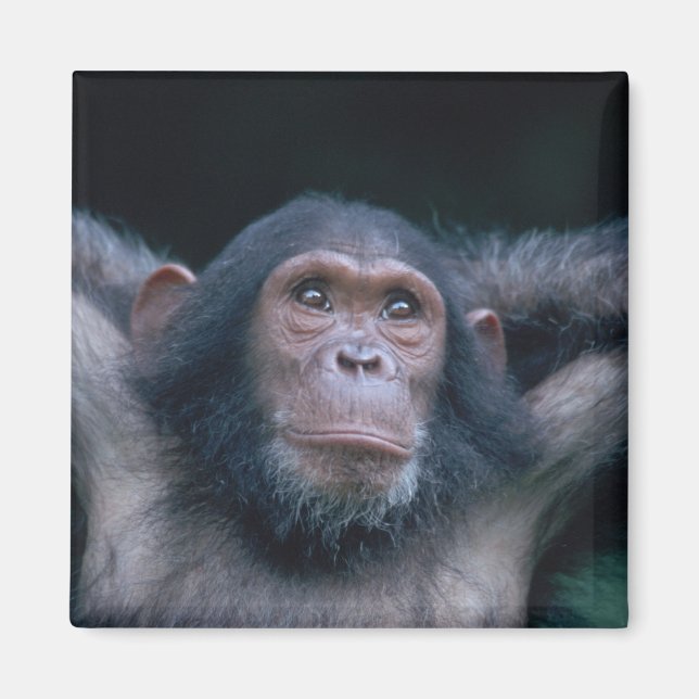 Africa, East Africa, Tansania, Gombe National Magnet (Vorne)