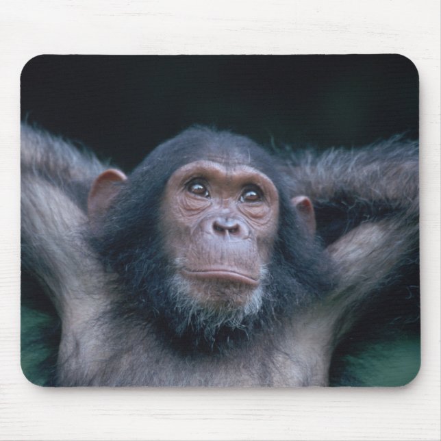 Africa, East Africa, Tansania, Gombe National Mousepad (Vorne)