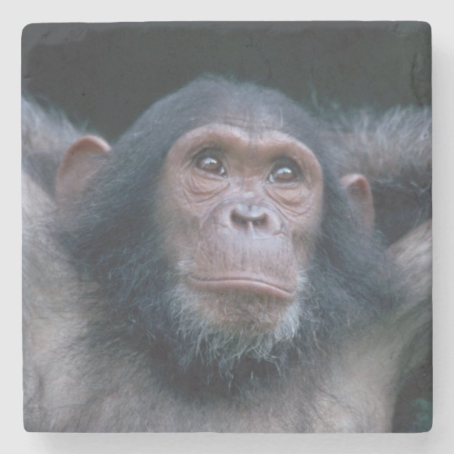 Africa, East Africa, Tansania, Gombe National Steinuntersetzer (Vorderseite)