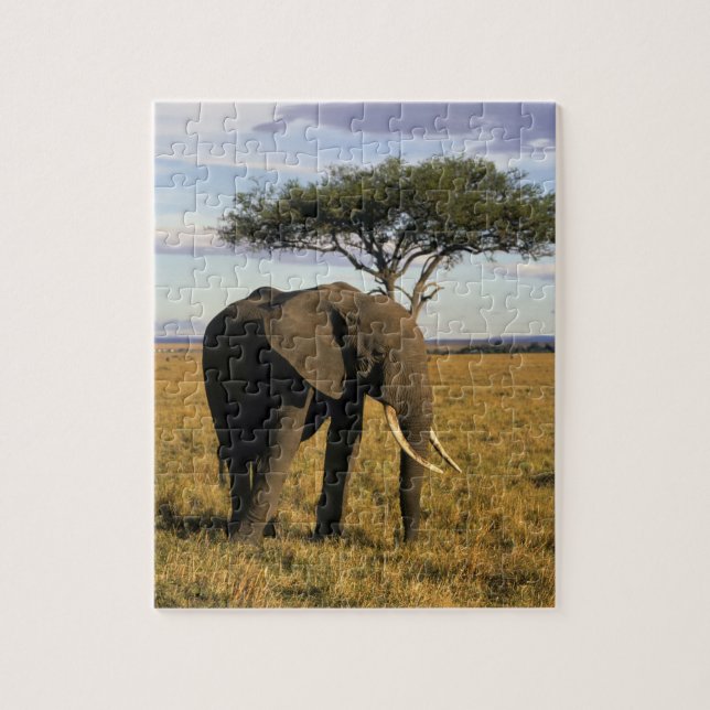 Africa, Kenia, Maasai Mara. An elehpant (Vertikal)