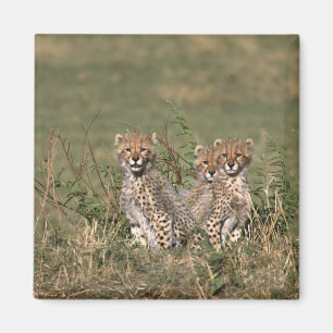 Africa; Kenia; Masai Mara; Three cheetah cubs Magnet