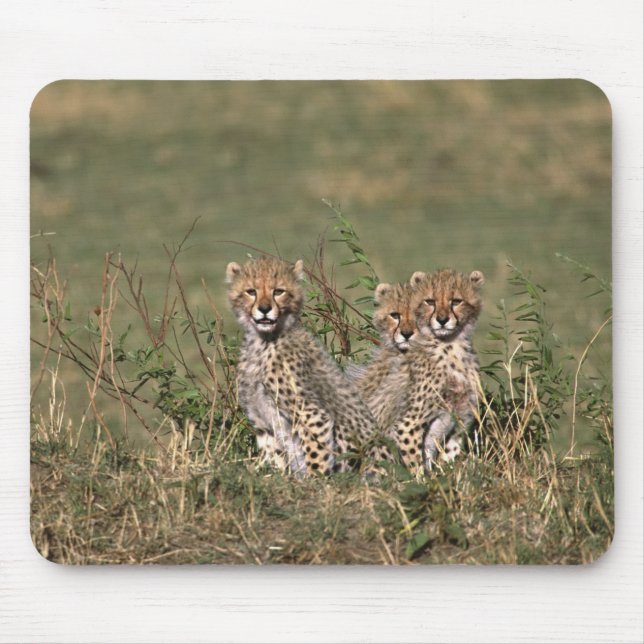 Africa; Kenia; Masai Mara; Three cheetah cubs Mousepad (Vorne)