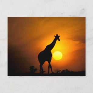 Africa, Kenya, Masai Mara. Giraffe Postkarte