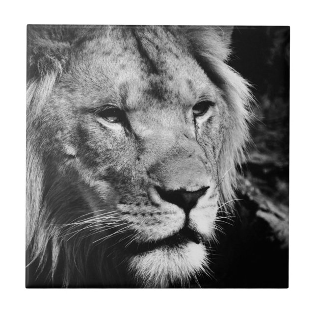 Africa-Löwe-Makro Fliese (Vorderseite)