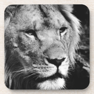 Africa-Löwe-Makro Untersetzer
