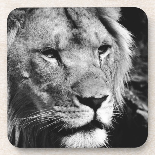 Africa-Löwe-Makro Untersetzer (Vorderseite)