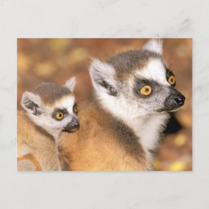 Africa, Madagascar, Berenty Private Reserve. Postkarte