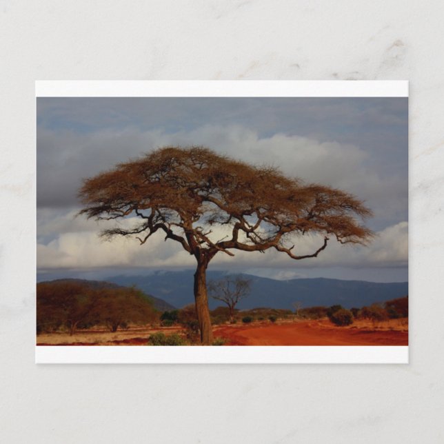 Africa Safari Nature Savanna Destinalize Postkarte (Vorderseite)