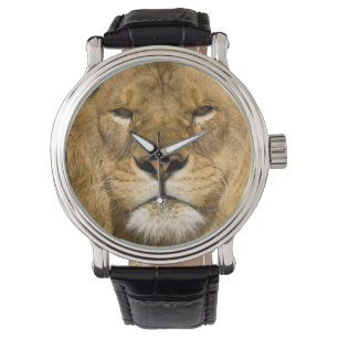 African Barbary Lion, Panthera leo leo, Armbanduhr