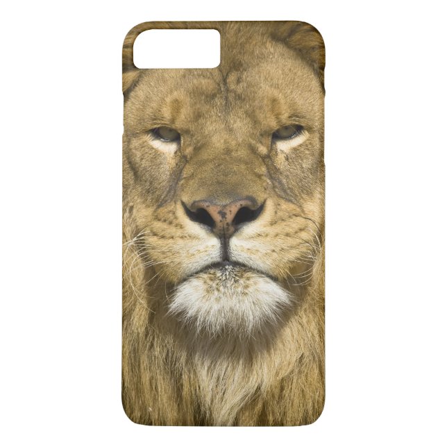 African Barbary Lion, Panthera leo leo, Case-Mate iPhone Hülle (Rückseite)