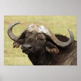 African Buffalo, Syncerus caffer, stehend in Poster
