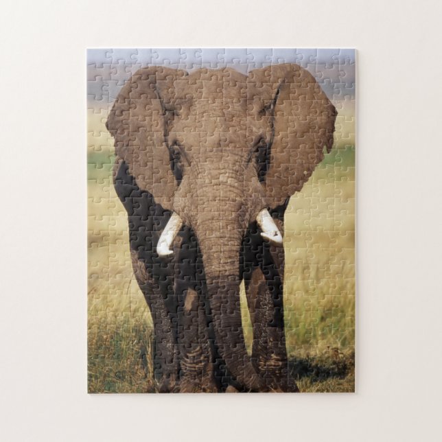 African Bush Elephant (Vertikal)