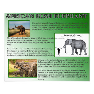 African Bush Elephant Fotodruck