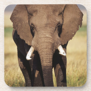 African Bush Elephant Getränkeuntersetzer