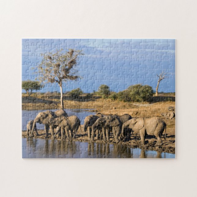 African Bush Elephant (Loxodonta Africana) Herd (Horizontal)