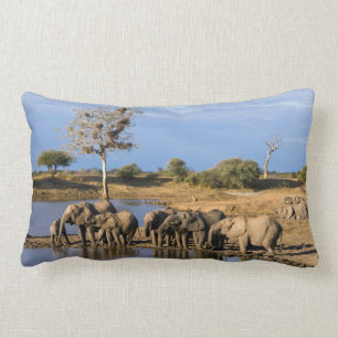 African Bush Elephant (Loxodonta Africana) Herd Lendenkissen
