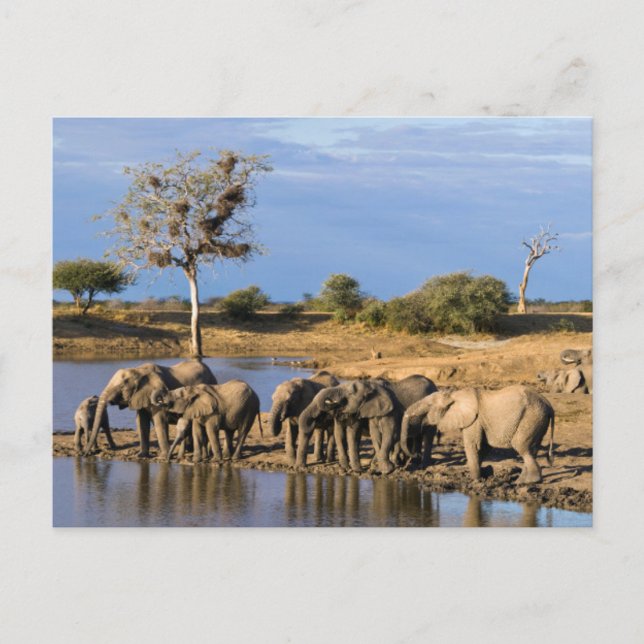 African Bush Elephant (Loxodonta Africana) Herd Postkarte (Vorderseite)