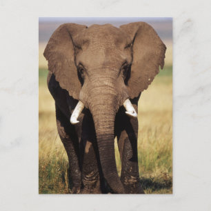 African Bush Elephant Postkarte