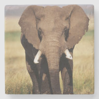 African Bush Elephant