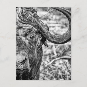 African Cape Buffalo Portrait Postcard Postkarte