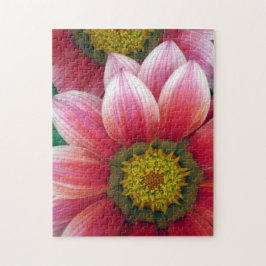 African Daisies