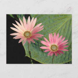 African Daisies Bute Park, Cardiff, Wales Postkarte
