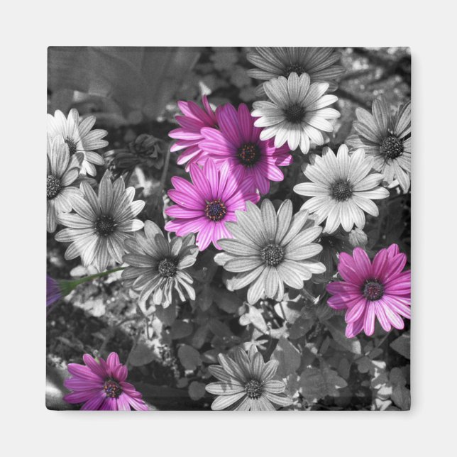 African Daisies BW Floral Magnet (Vorne)