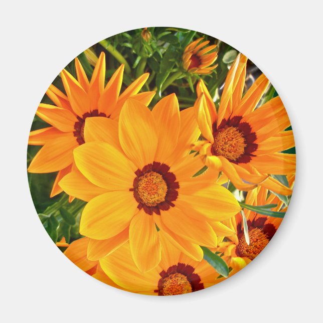African Daisies Magnet (Vorne)