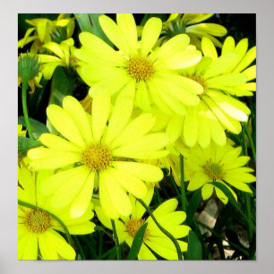 African Daisies Print Poster