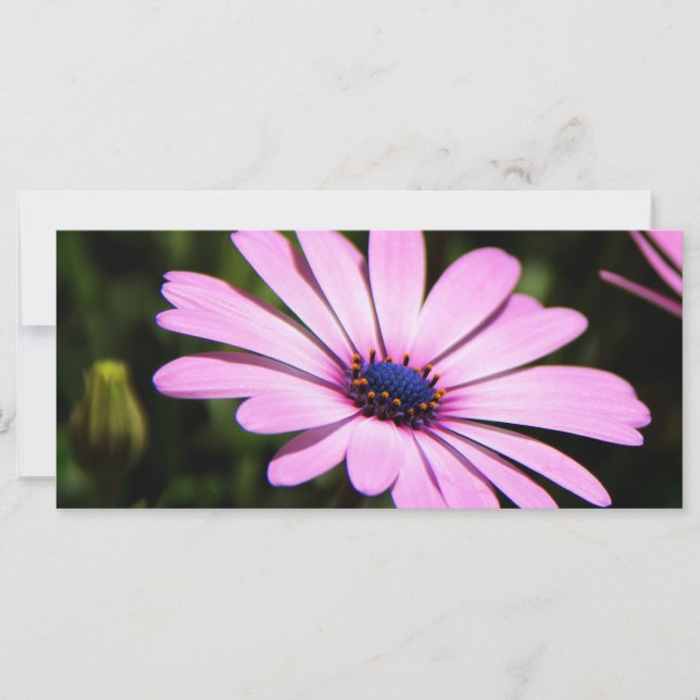 African Daisy (Vorderseite)