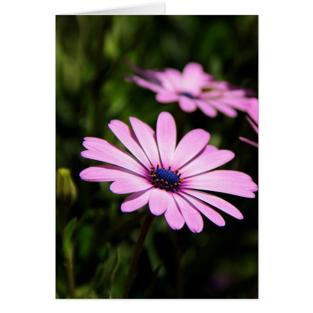 African Daisy (Vorne)