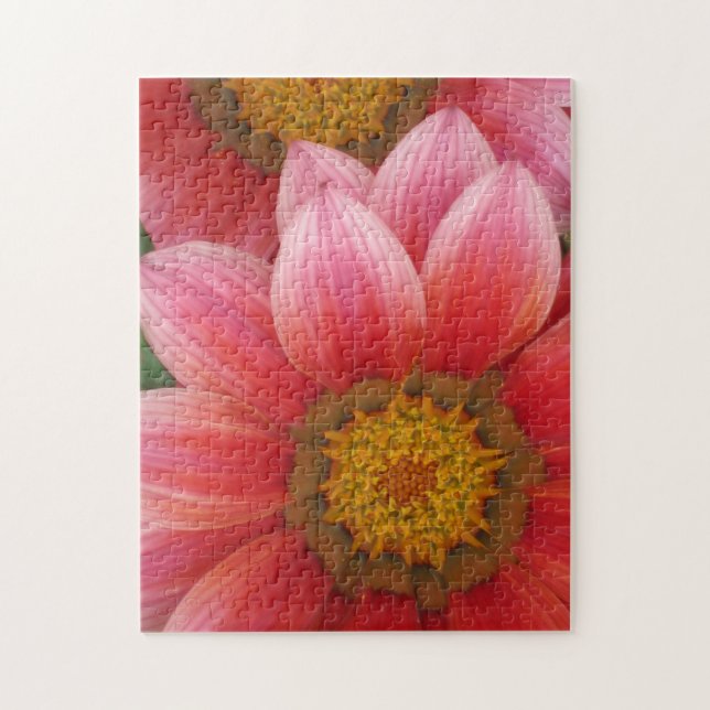 African Daisy (Vertikal)