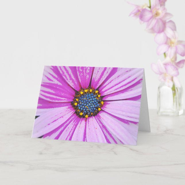 African Daisy Art Pink Blume Note Card Karte (Orchidee)