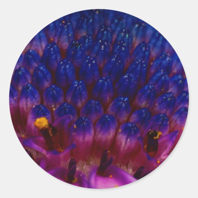 African Daisy Blossom Round Sticker (Vorderseite)