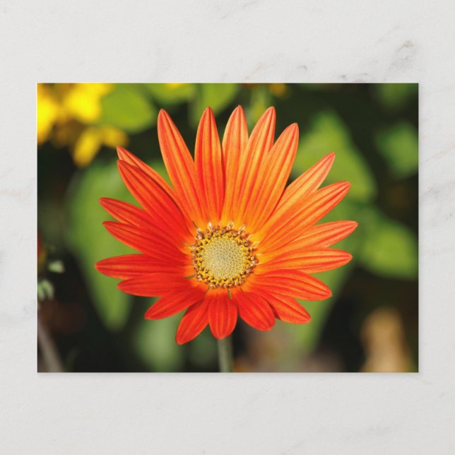 African Daisy. Bute Park, Cardiff, Wales Postkarte (Vorderseite)