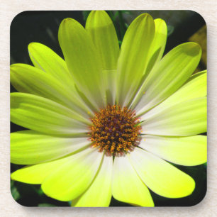 African Daisy Fluorescent Yellow Cork Untersetzer