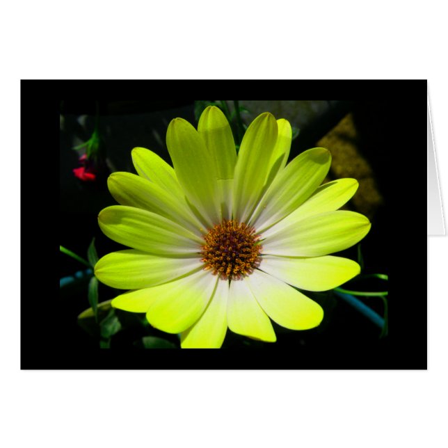 African Daisy Fluorescent Yellow Greeting Card (Vorderseite (Horizontal))