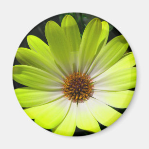African Daisy Fluorescent Yellow Magnet