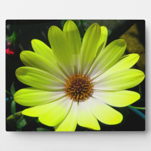 African Daisy Fluorescent Yellow Plaque Fotoplatte