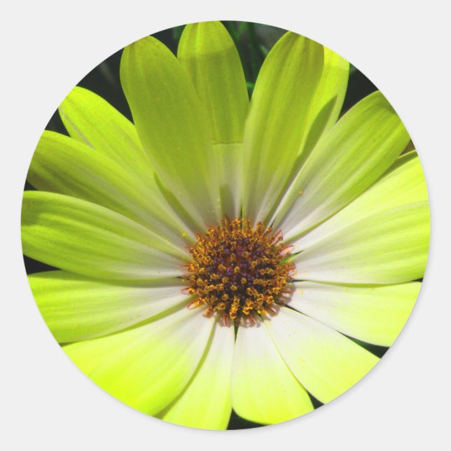African Daisy Fluorescent Yellow Sticker (Vorderseite)