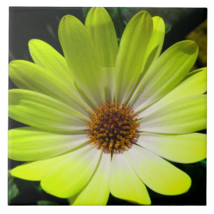African Daisy Fluorescent Yellow Tile Fliese
