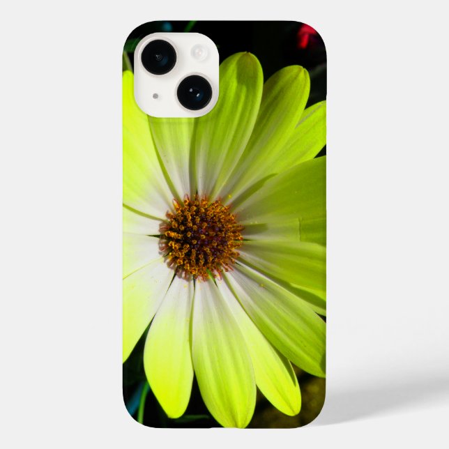 African Daisy Fluorescent Yellow title_seo2 (Rückseite)