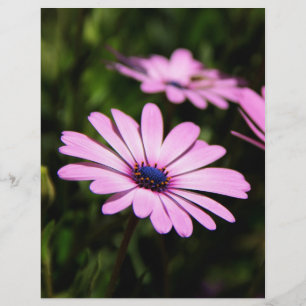 African Daisy Flyer