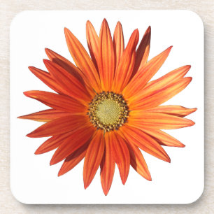 African Daisy Getränkeuntersetzer